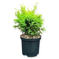 Juniperus com. Gold Cone