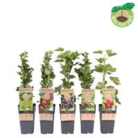 Ribes in varieties