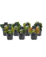 Conifers in varieties exclusive