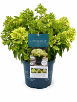 Hydrangea pan. Little Light