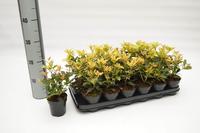 Osmanthus het. Tricolor