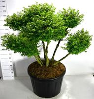 Euonymus alat. Compactus