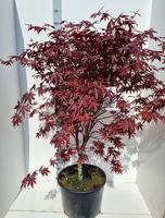 Acer pal. Red Emperor