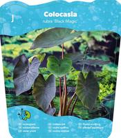 Colocasia rubra Black Magic