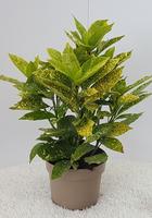 Aucuba jap. Variegata
