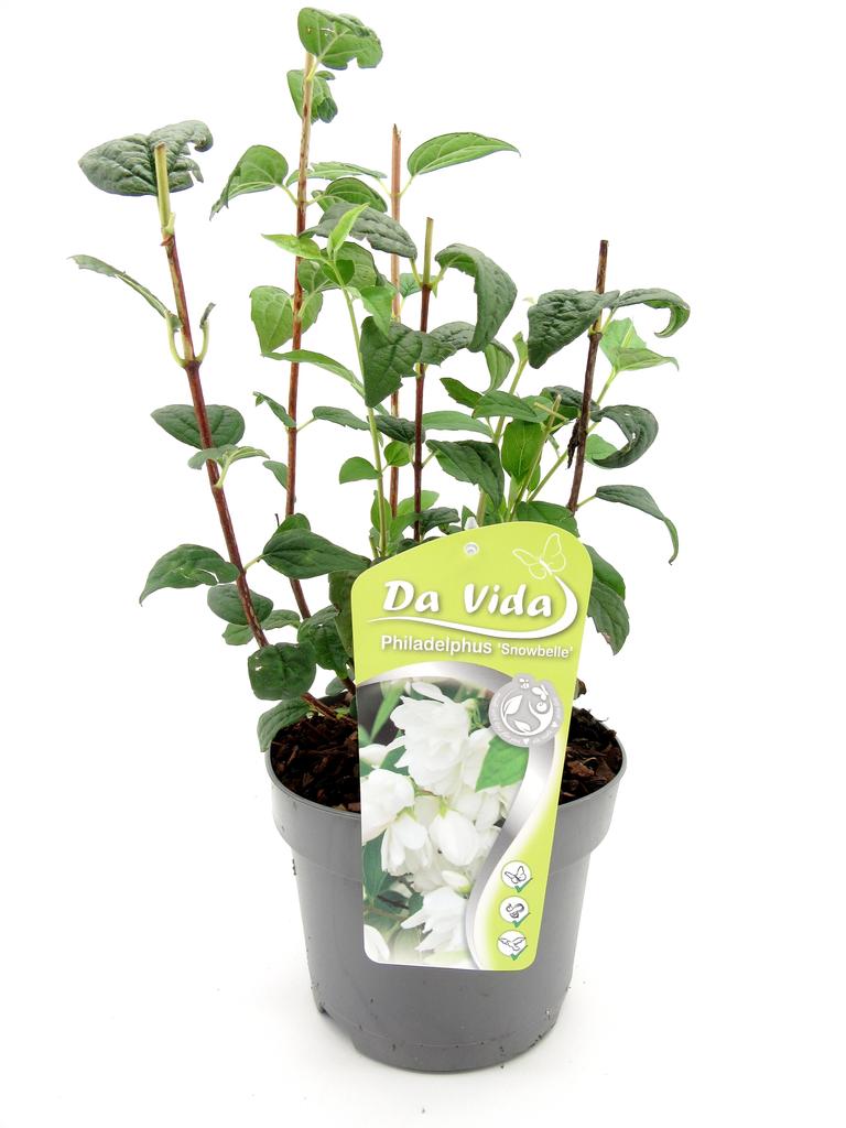 Picture of Philadelphus Snowbelle P19 (3 Ltr)