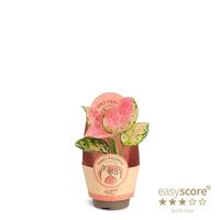 Aglaonema Pinky Promise