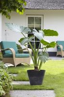 Alocasia