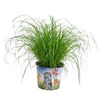 Cyperus alternifolius Zumula in potcover