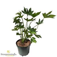 Fatsia japonica