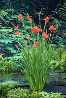 Schizosyllis coccinea Major