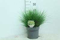 Pennisetum al.. Little Bunny