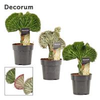 Euphorbia Lactea