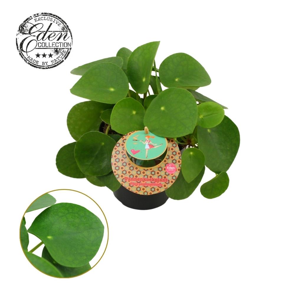 Picture of Pilea Peperomioides english label P12 20CM