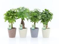 Houseplants Stems in varieties in Nature ceramic