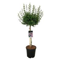 Syringa meyeri Palibin