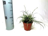 Carex con. Snowline