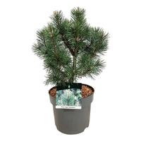 Pinus mugo Columnaris