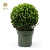 Ilex cr. Jenny
