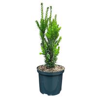 Taxus m. Hillii