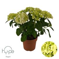 Hydrangea Mophead White 5+ Hy-pe Original (INDOOR)