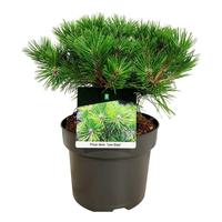 Pinus dens. Low Glow