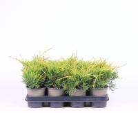 Juniperus pfit. Old Gold