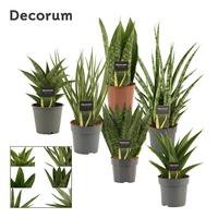 Sansevieria Luxury varieties