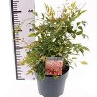 Nandina dom. Gulfstream