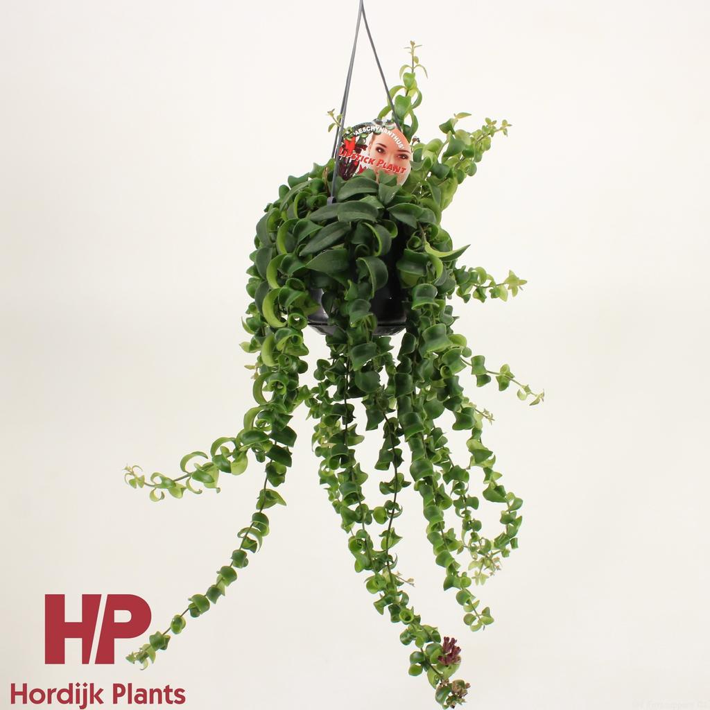 Picture of Aeschynanthus Rasta P15 50CM