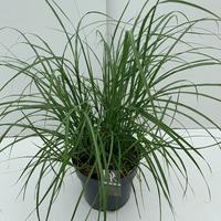 Miscanthus sin. Flamingo
