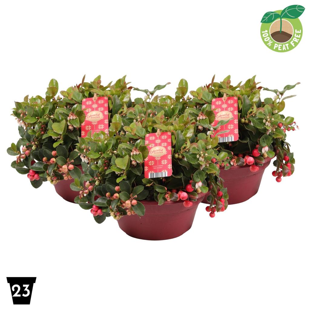 Picture of Gaultheria Big Berry (bowl) P23 (5 Ltr) Peat Free