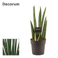 Sansevieria Cylindrica Rocket