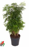 Polyscias Ming branched