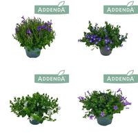 Campanula Addenda in varieties 3-5 colours