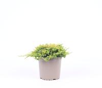 Juniperus hor. Golden Carpet