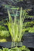 Acorus calamus Variegata