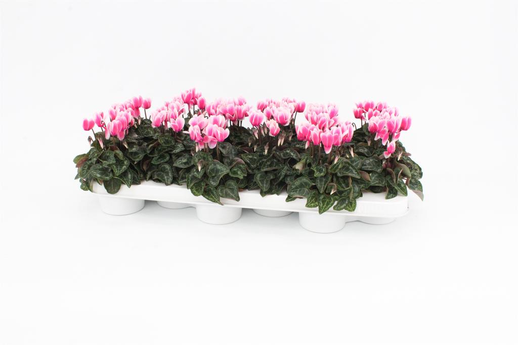 Picture of Cyclamen Snowridge Pink P9 20CM