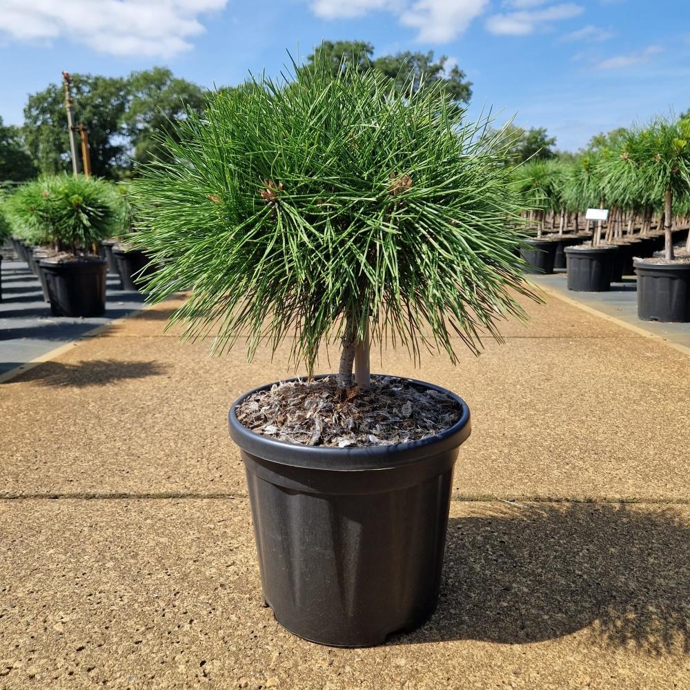Picture of Pinus nigra Brepo C8 40/+