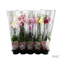 Phalaenopsis hybrid in Promiss Potcover