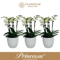 Phalaenopsis hybrid White+Deco pot