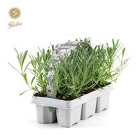Lavandula ang. White 6-PACKS - Piece × 18 - £ 4.05 Shelf £ 3.94 Trolley