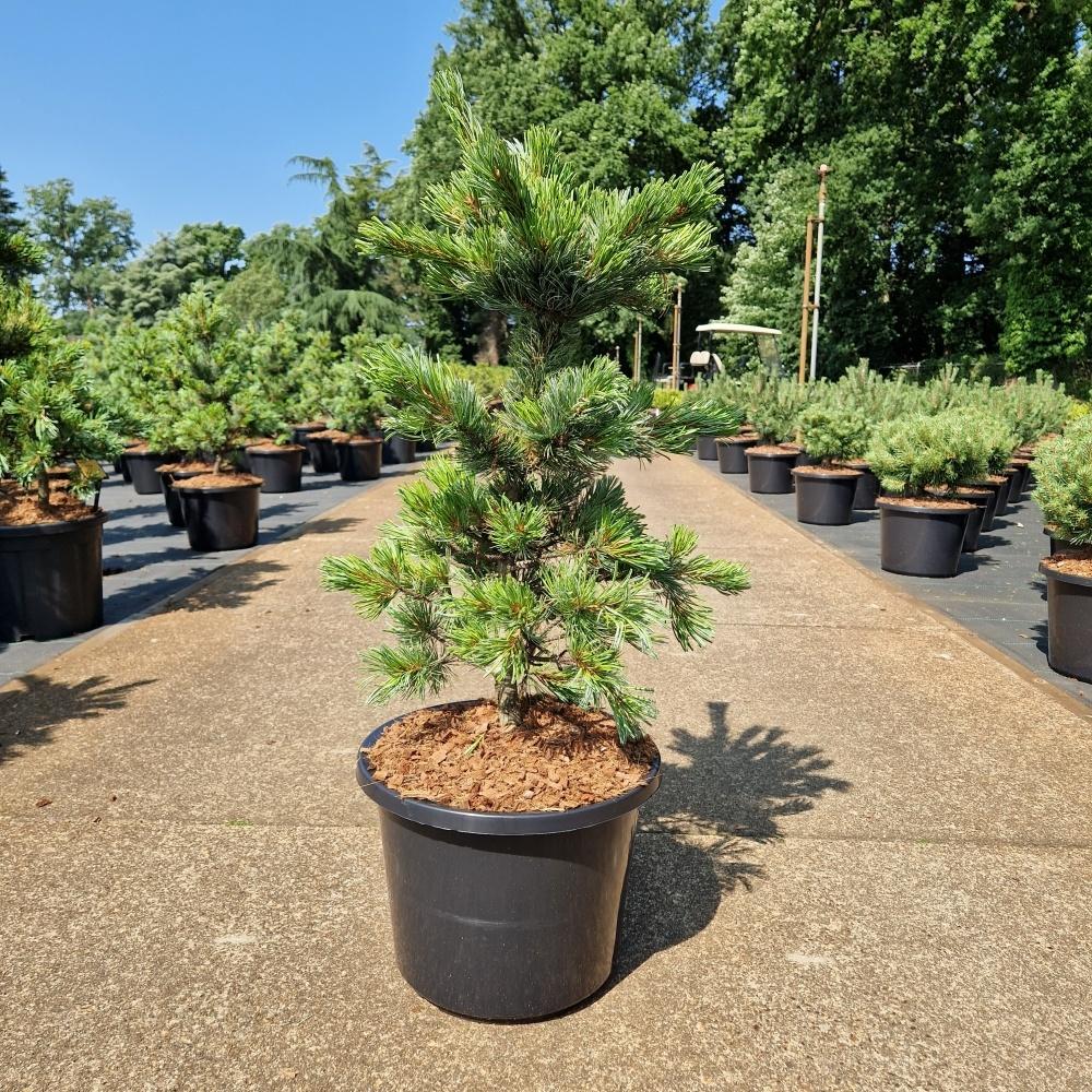 Picture of Pinus parviflora Ara-Kawa C11 50/60