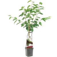 Prunus av. Lapins - Wonder Tree