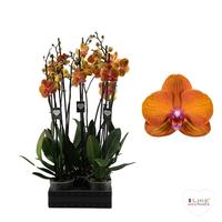 Phalaenopsis hybrid Bologna