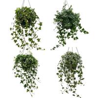 Hedera helix in varieties