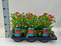 Achillea mil. Milly Rock Red