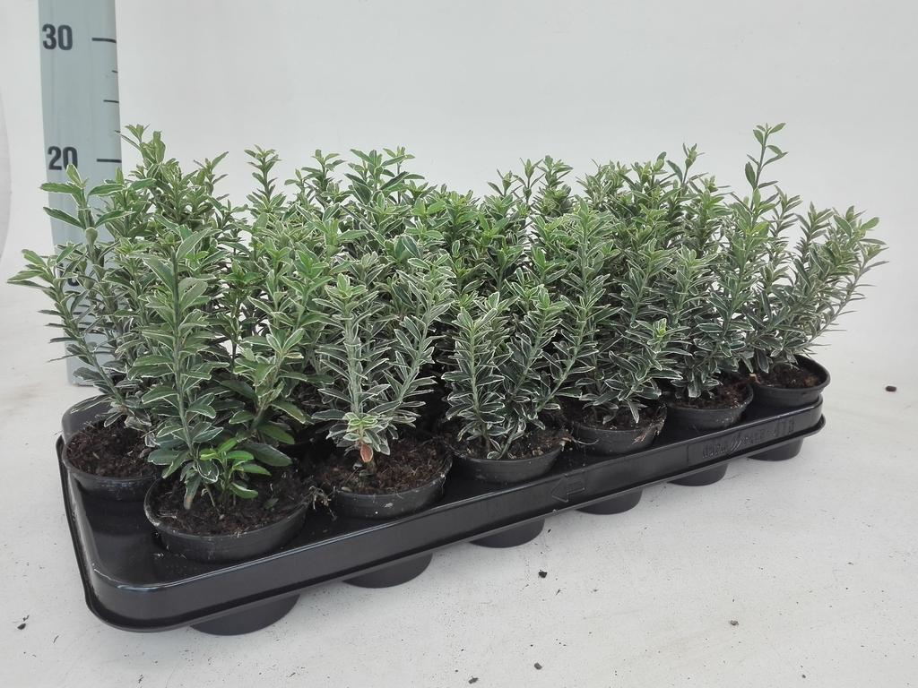 Picture of Euonymus jap. Microphyllus Albovariegata P9