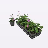 Geranium cantabrigiense Karmina