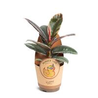 Ficus elastica ´Belize´